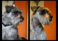 /album/fenykepgaleria/torpe-schnauzer-jpg/
